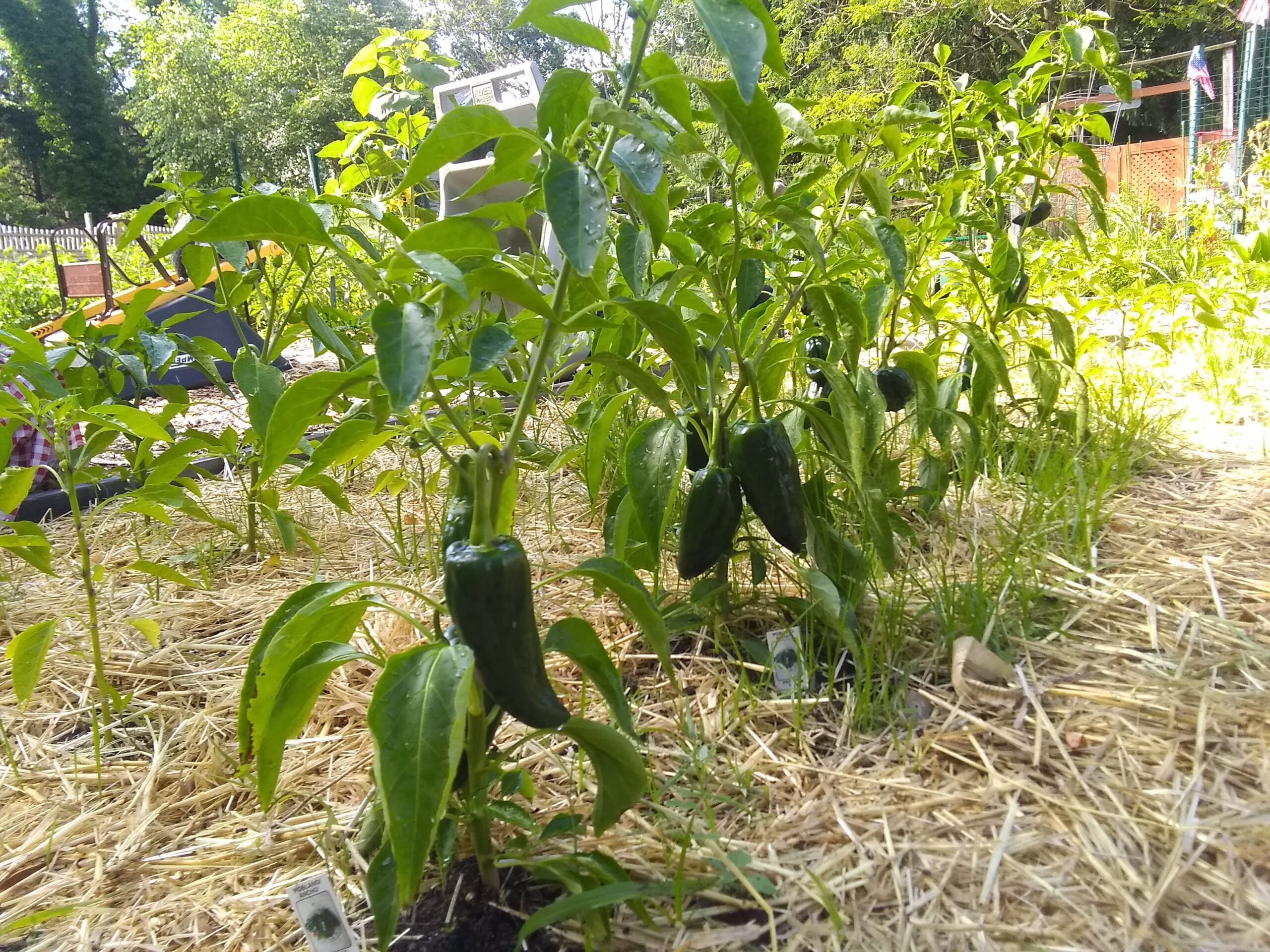 The Farm Stand is opening!